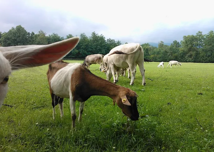 Vakantieboerderij Cassinazza *